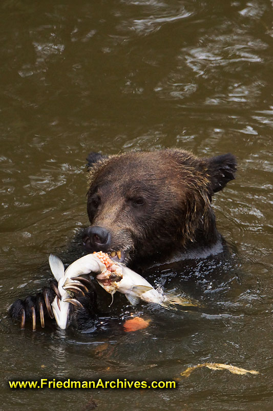 bear,bears,nature,wild,brown,wild,fuzzy,water,fish,meal,eating,fishing,